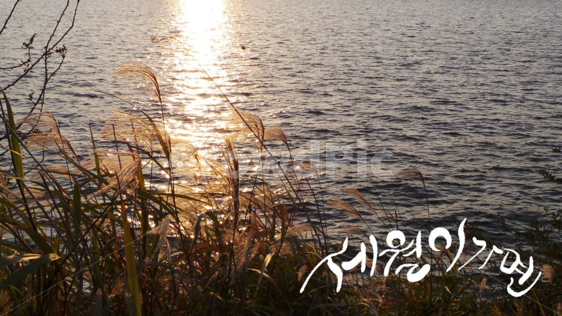 세월,시간,캘리그라피,강,강물,억새,억새풀,손글씨,river,갈대