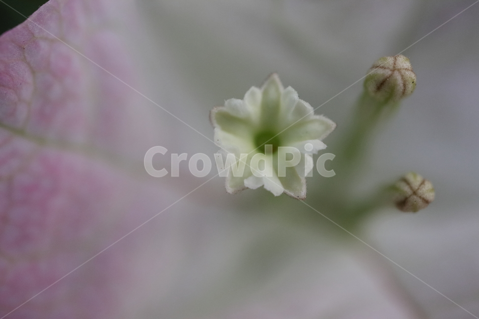 blossom,꽃,flower,plant,식물,부겐빌레아,bougainvillea,관목,핑크엔젤,부겐베리아,온실,쌍떡잎식물
