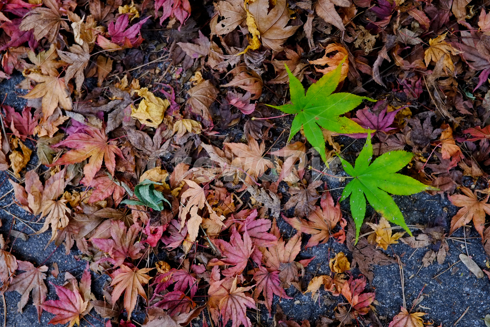 자연풍경,감성사진,단풍,가을,10월,가을,계절,fall,autumn,season,식물,자연,plants,nature,plant,leaf,잎,tree,나무,maple