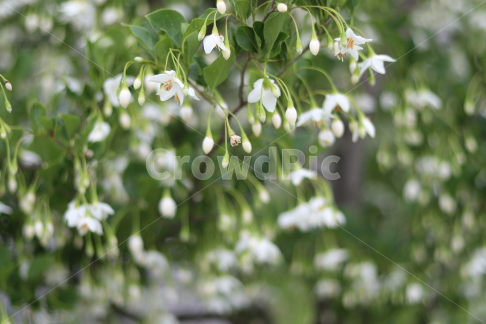 때죽나무꽃,흰색,꽃봉오리,봄,낮,봄,계절,spring,season,식물,자연,plants,nature,꽃,flower,plant