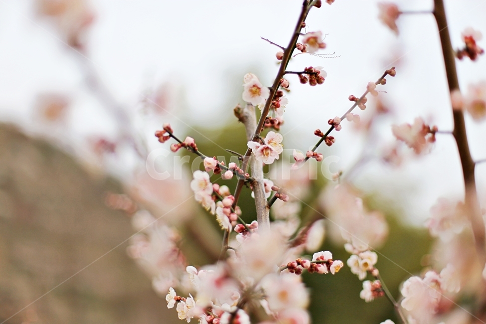 매화마을,매화꽃,매화,매화축제,하동,hadong,flower,꽃,봄,계절,spring,season,식물,자연,plants,nature,꽃,flower,plant,blossom
