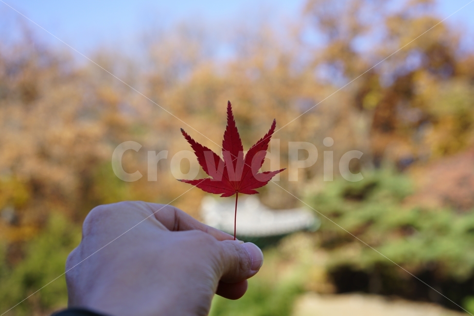 단풍,손,붉은,가을,잎,낙엽,가을,계절,fall,autumn,season,식물,자연,plants,nature,사람,인물,인간,human,person,신체일부,몸,body,leaf,plant,tree,나무