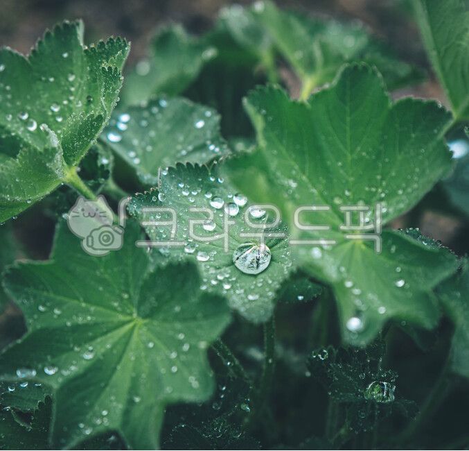 꽃,꽃물방울,잎물방울,물방울,잎,식물,작은물방울,식물,자연,plants,nature