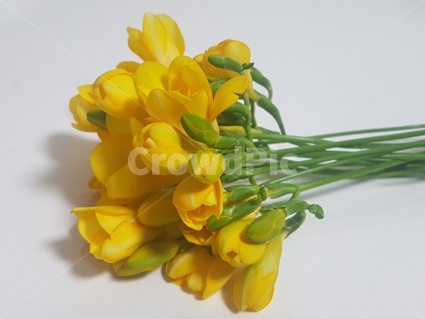 꽃,flower,프리지아,freesia,노랑,노란색,노랑꽃,식물,자연,plants,nature,꽃,flower