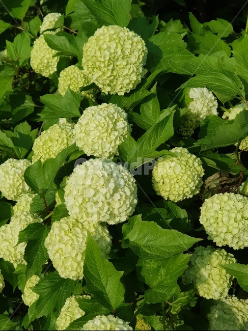 국화,plant,식물,꽃,수국,풍경,자연,봄,식물,자연,plants,nature,꽃,flower