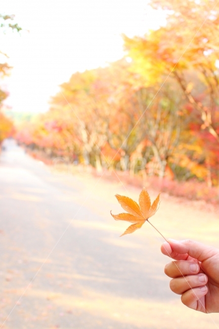 가을,감성사진,풍경사진,단풍잎,길,손,단풍나무,단풍나무길,가을,계절,fall,autumn,season,식물,자연,plants,nature,사람,인물,인간,human,person,신체일부,몸,body,leaf,잎,plant,tree,나무