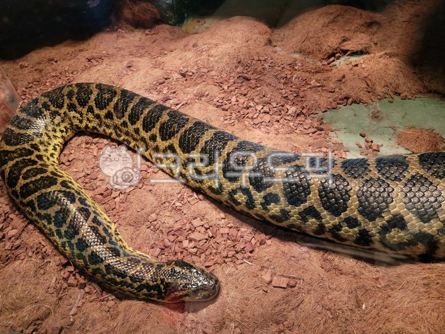 snake,뱀,animal,동물,아나콘다,anaconda