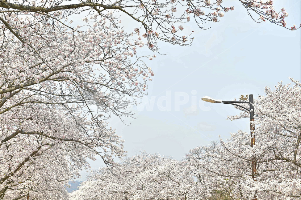 경주,경주벚꽃,벚꽃,벚꽃축제,보문호반길,풍경,꽃,식물,하늘,나무,4월행사,4월축제,봄,계절,spring,season