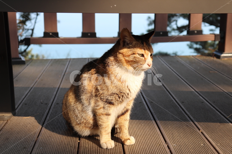 고양이,길고양이,동물,cat,애옹이,동물,animal,포유류,mammal,고양이,cat,kitten,kitty
