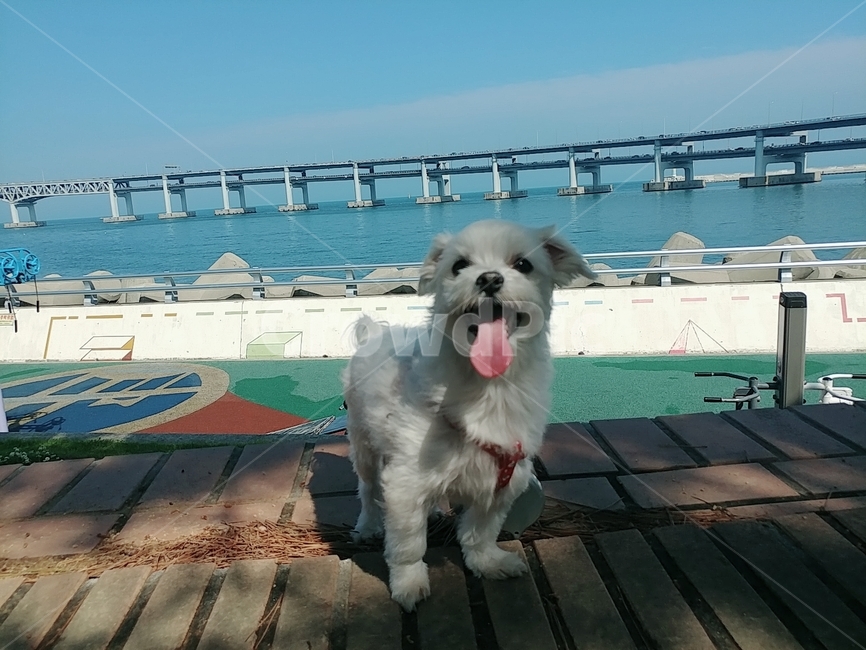 말티즈,산책,바다,강아지,행복,동물,animal,포유류,mammal,개,강아지,dog,doggy