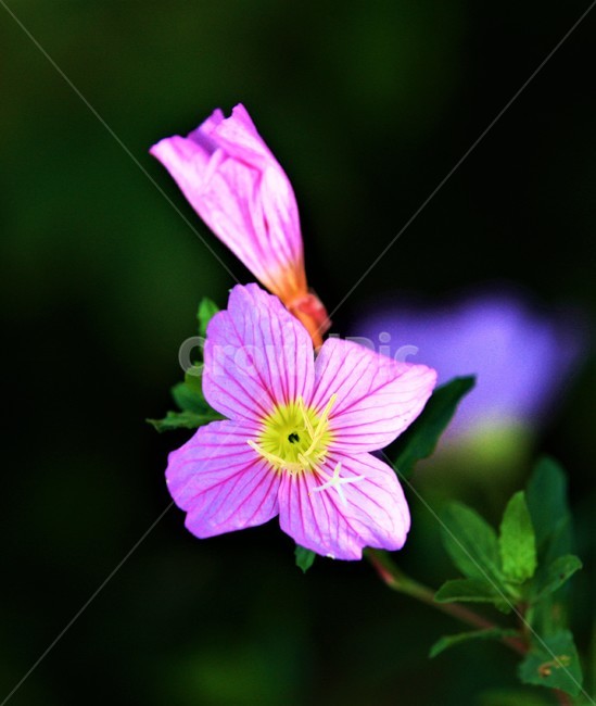 꽃,나팔꽃,식물,flower,가을,식물,자연,plants,nature,꽃,flower