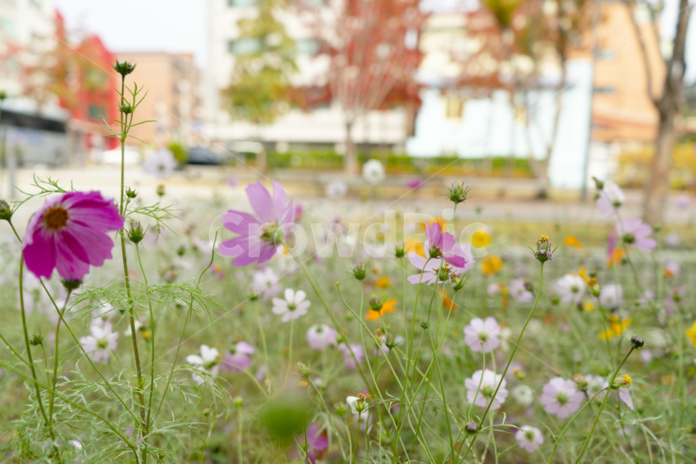 자연,가을,풀,감성,코스모스,가을,계절,fall,autumn,season,식물,자연,plants,nature,꽃,flower,outdoors,옥외,grassland,목초지,field,들