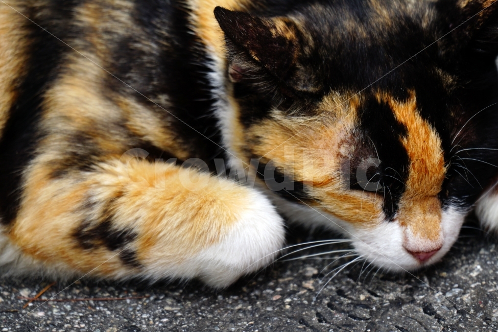 고양이,동물,아스팔트,여름,animal,cat,휴식,음지,그늘,낮잠,수면,sleep,야옹이,냐옹이,길고양이,도둑고양이,들고양이,귀여운,귀엽다,귀염둥이,삼색고양이,편한,편안한,편하다,편안하다,힐링,감성,힐링사진,감성사진,cute,pretty,여유,car,tire,스냅,스냅사진,스넵,스넵사진,snap,snapshot,pet,애완동물,반려동물,애완묘,반려묘,잉여,동물,animal,포유류,mammal,고양이,cat,kitten,kitty