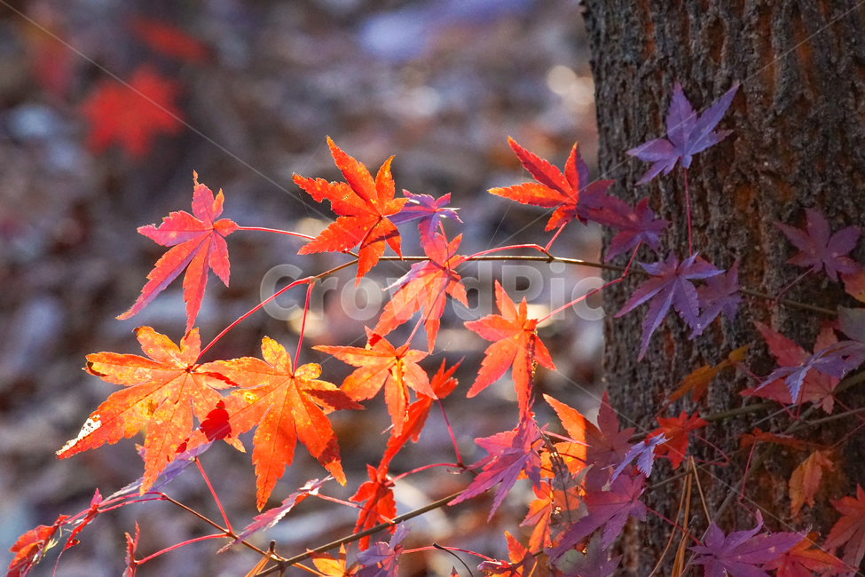 가을,단풍,계절,나무,자연,식물,가을,계절,fall,autumn,season,식물,자연,plants,nature,leaf,잎,plant,tree,maple