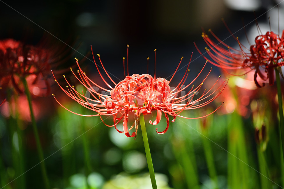 꽃무릇,상사화,꽃,붉은꽃,식물,식물,자연,plants,nature,꽃,flower