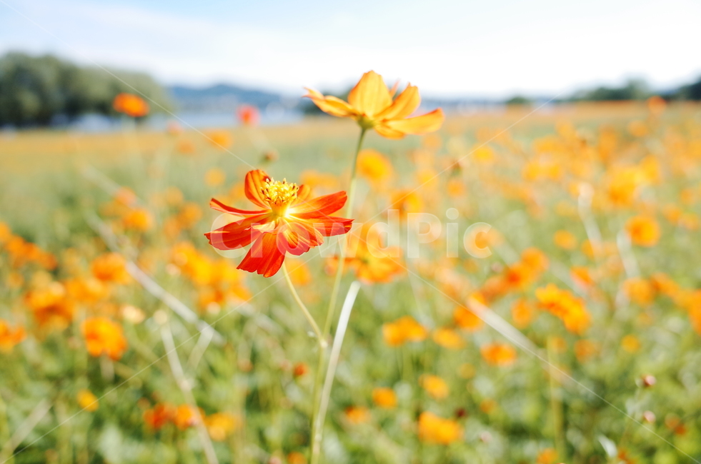 자연,코스모스,꽃,공원,풍경,가을,가을,계절,fall,autumn,season,식물,자연,plants,nature,꽃,flower,blossom,petal,꽃잎,plant,field,들,grassland,목초지,outdoors,옥외
