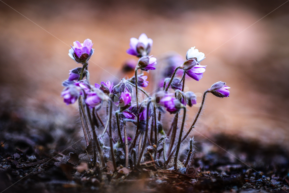 봄,꽃,들판,청노루귀,힐링,산책,공원,수목원,식물,자연,plants,nature,꽃,flower