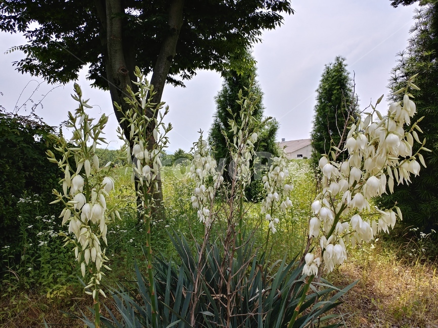 silk yucca flower,plant,yucca,Silyuca,yucca flower,Agave family