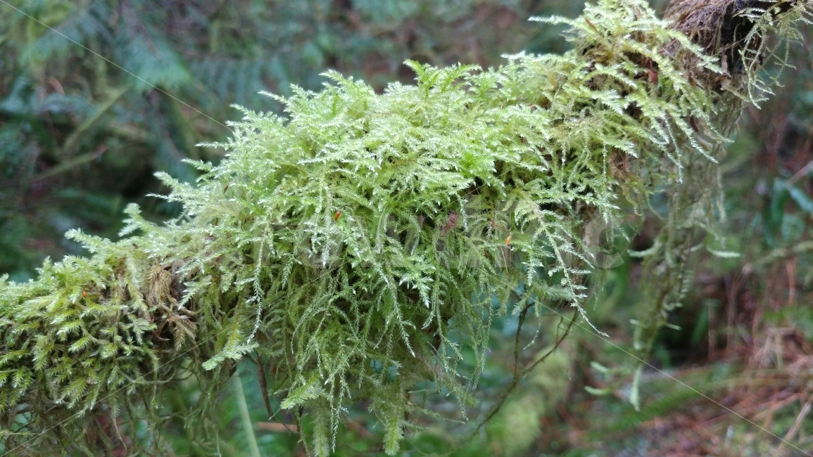 이끼,숲,나무,초록,비,시애틀,미국,moss,forest,Seattle,CherryCreekFalls,식물,자연,plants,nature