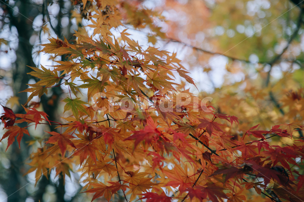 가을,단풍,나뭇잎,나무,붉은,빨간,잎,잎사귀,가을,계절,fall,autumn,season,leaf,plant,식물,tree,maple