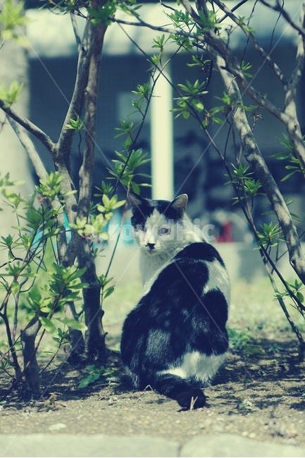고양이,cat,길고양이,얼룩,동물,animal,동네,마을,town,동물,animal,포유류,mammal,고양이,cat,kitten,kitty,감성,sensible,feeling