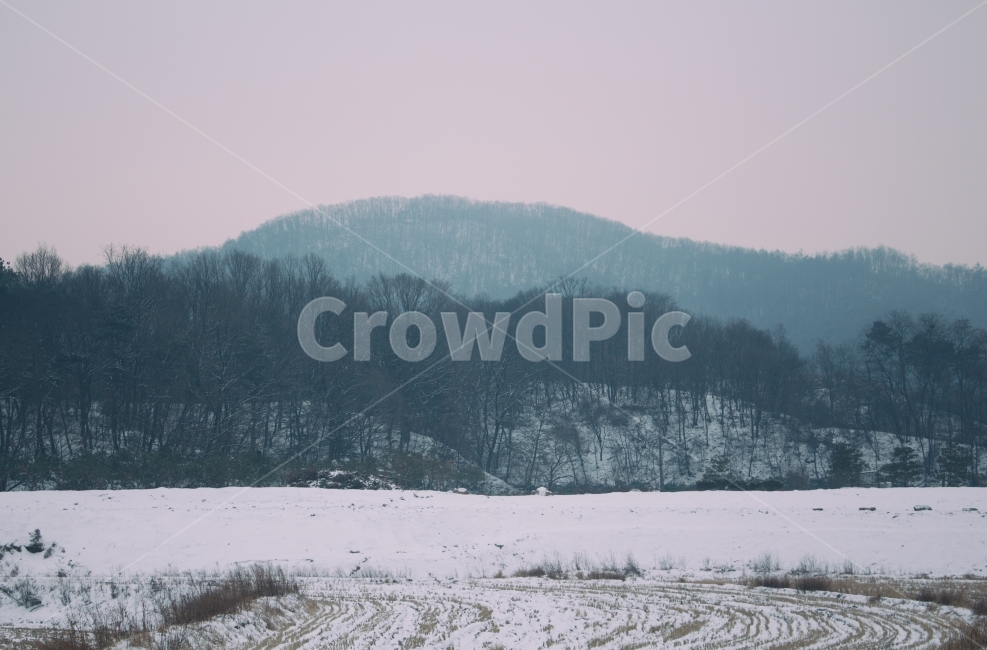자연,시골,풍경,자연풍경,논밭,겨울,계절,winter,season,자연,풍경,nature,landscape,시골,마을,country,rural,town,감성,sensible,feeling,outdoors,옥외,tree,나무,plant,식물,fir,전나무