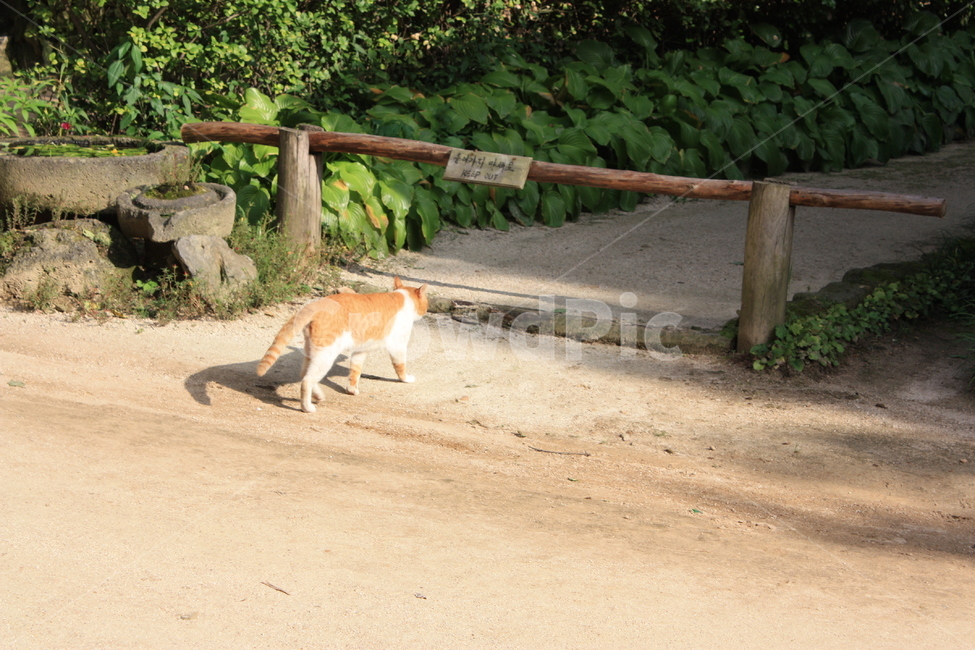 고양이,들어가지마시오,출입금지,길고양이,민속촌,동물,animal,포유류,mammal,고양이,cat,kitten,kitty