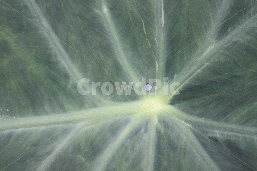 plant,식물,leaf,잎,토란,물방울,식물,자연,plants,nature