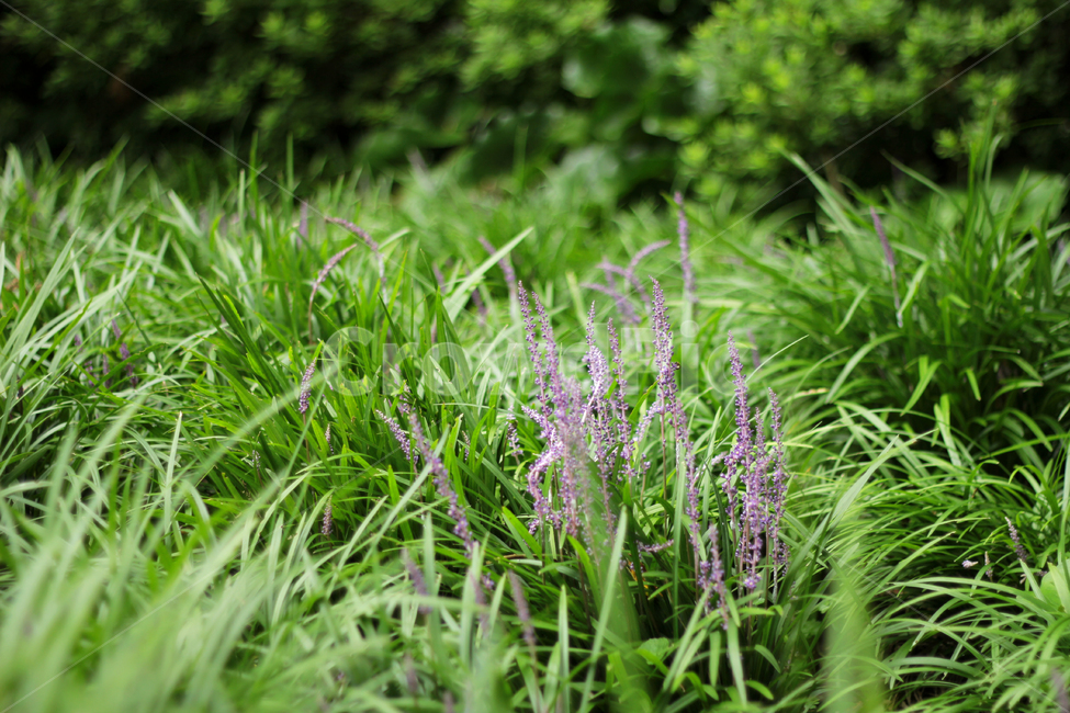 풀,꽃,맥문동,자연,초록,plant,식물,lilyturf,grass,nature,식물,자연,plants,nature