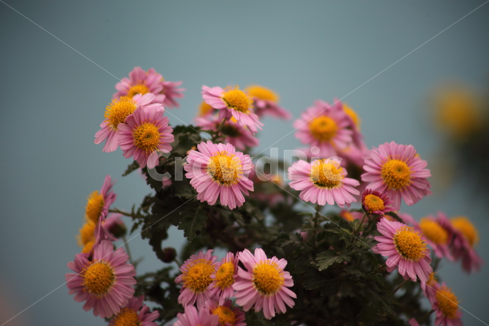 국화,식물,꽃,가을꽃,chrysanthemum,식물,자연,plants,nature,꽃,flower