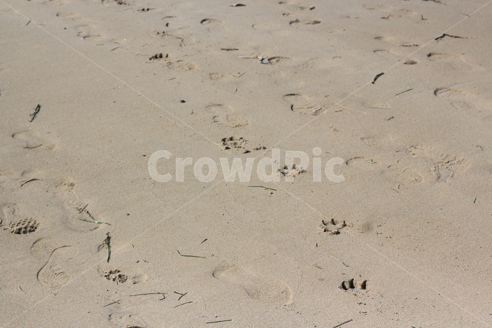 바닷가,강아지발자국,모래사장,모래,해변,beach,send,footprint,발자국