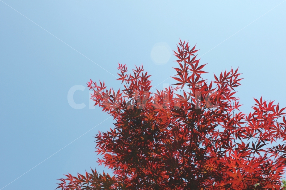 단풍,가을,하늘,자연,풍경,야외,주간,식물,자연,plants,nature,가을,계절,fall,autumn,season,leaf,잎,plant,tree,나무,maple