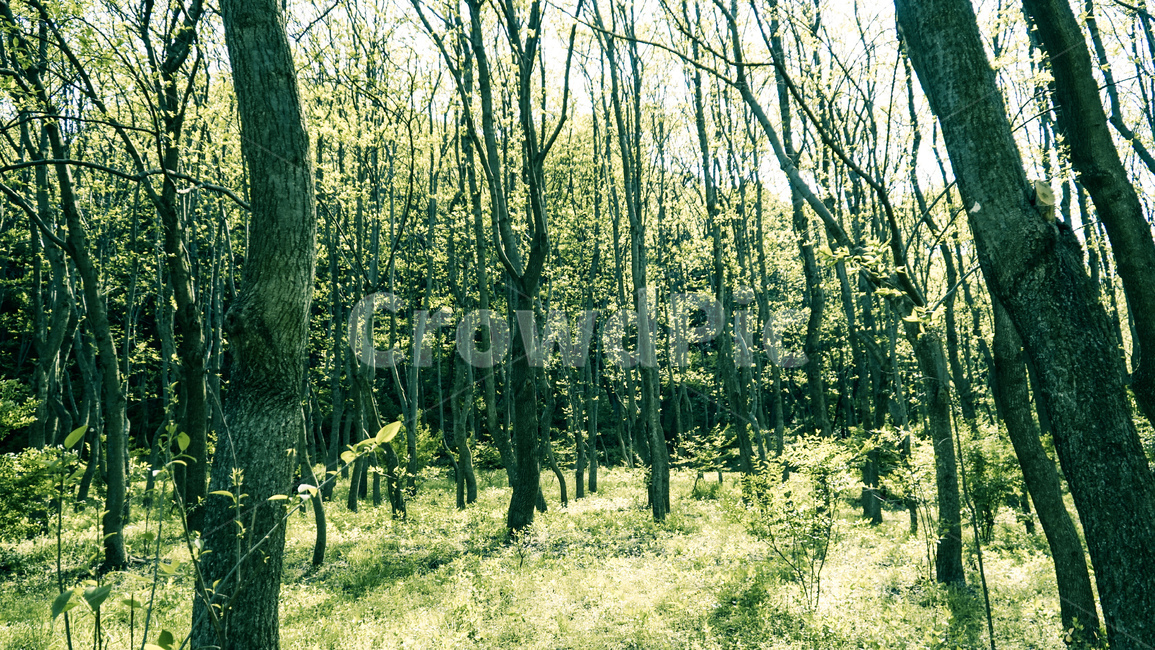 산,나무,숲,나뭇잎,잎,자연,풍경,nature,landscape,식물,plants,나무,trees,wood,휴식,힐링,rest,relaxation,healing,plant,tree,vegetation,초목