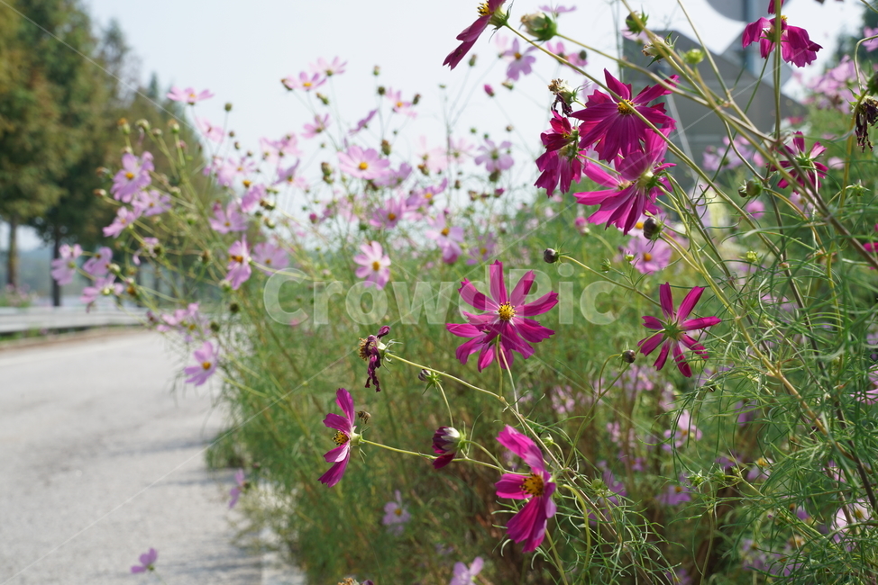 코스모스,cosmos,두상화,국화과,가을,flower,blossom,꽃,petal,꽃잎,plant,식물,식물,자연,plants,nature
