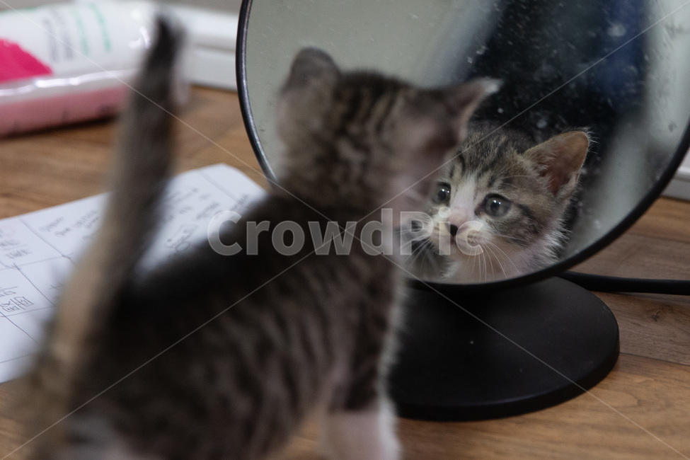 고양이,아기고양이,pet,새끼고양이,cat,귀여운고양이,kitten,kitty,cutecat,동물,animal,포유류,mammal,고양이,cat,kitten,kitty