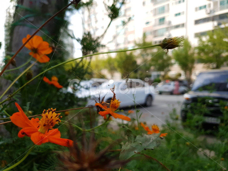 꽃,flower,가을,코스모스,황화코스모스,식물,자연,plants,nature,꽃,flower