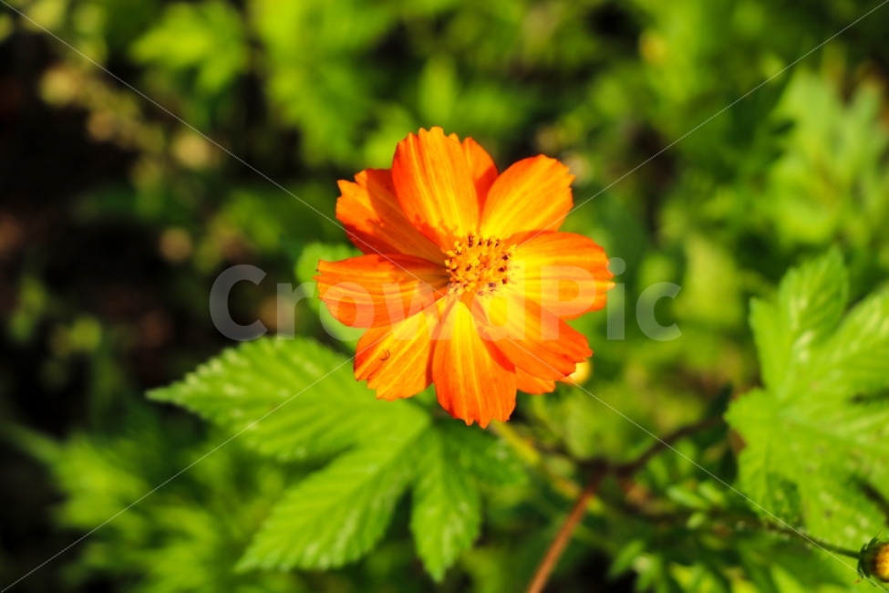 꽃,코스모스,가을,노랑코스모스,가을꽃,정원수,아름다움,자연,floral,fresh,flora,cosmos,colorful,garden,nature,yellow,plant,color,flower,beauty,beautiful,flowersbackground,background,bright,yellowcosmos,natural,gardening,field,yellowflower,orange,식물,백그라운드,배경화면,노랑꽃,식물,자연,plants,nature,꽃,flower