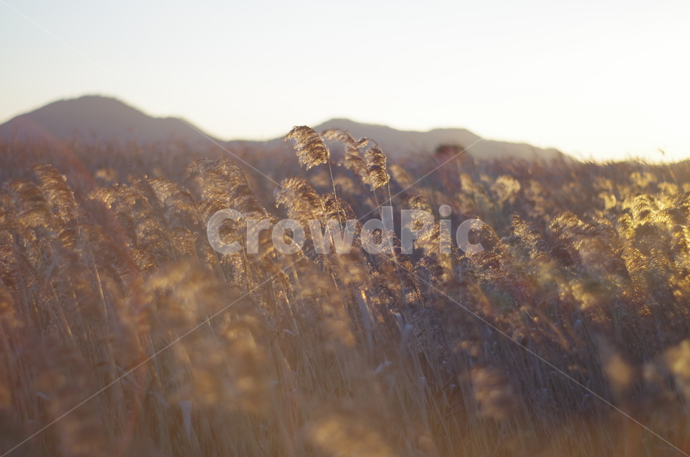 갈대,순천만습지,순천,전라남도,갈대밭,가을,가을,계절,fall,autumn,season,자연,풍경,nature,landscape,grass,잔디,plant,식물