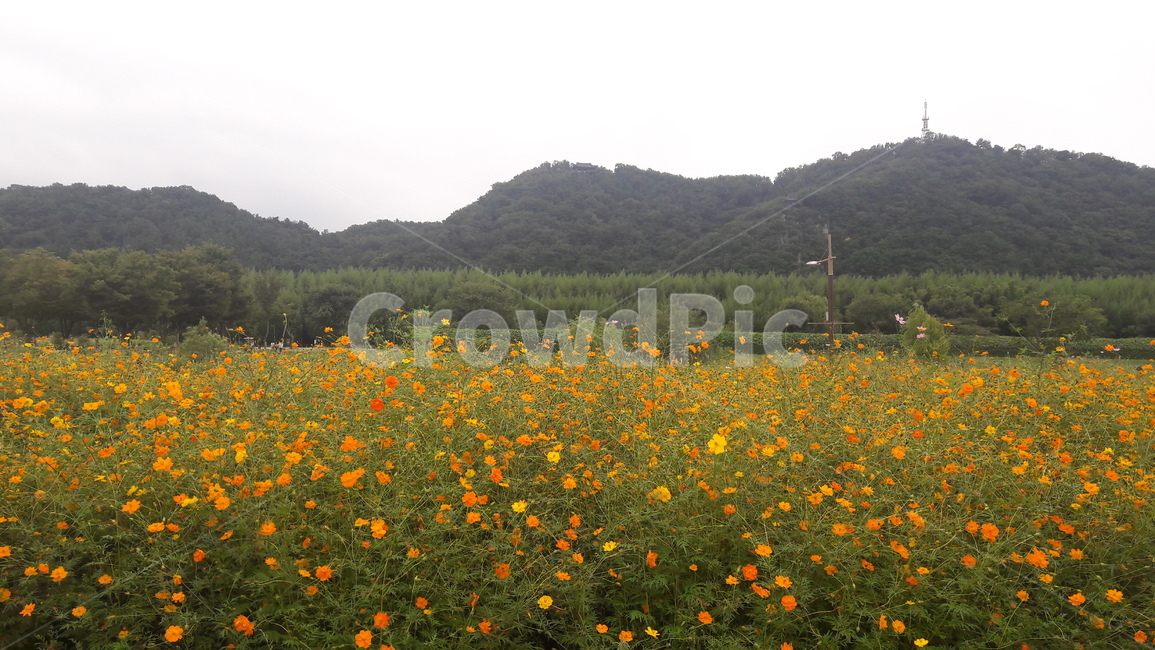 꽃,꽃밭,자연,봄,배경화면,flower,spring