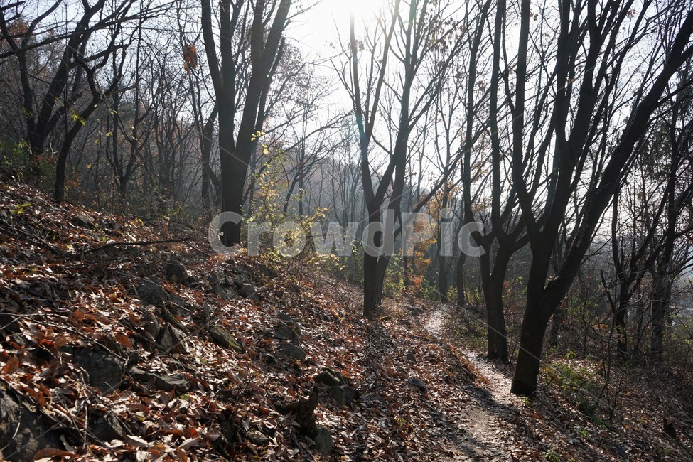 자연,나무,숲,초겨울,낙엽,산행,힐링,woods,nature,trail,latefall,walkway,trees,season,stroll,park,sunshine,그림자,shadow,가을,계절,fall,autumn,season,식물,자연,plants,nature,나무,trees,wood,ground,바닥,tree,plant,tree trunk,나무 줄기