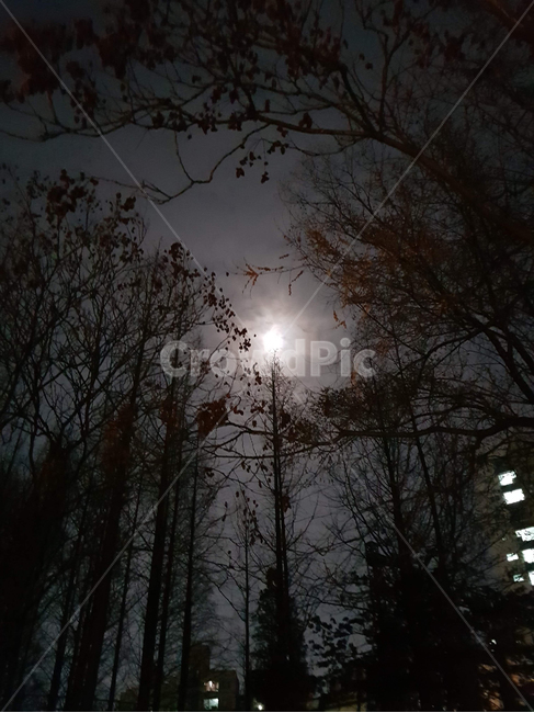 산책,공원,밤,달,자연,나무,산속,어두움,분위기,고독함,생각