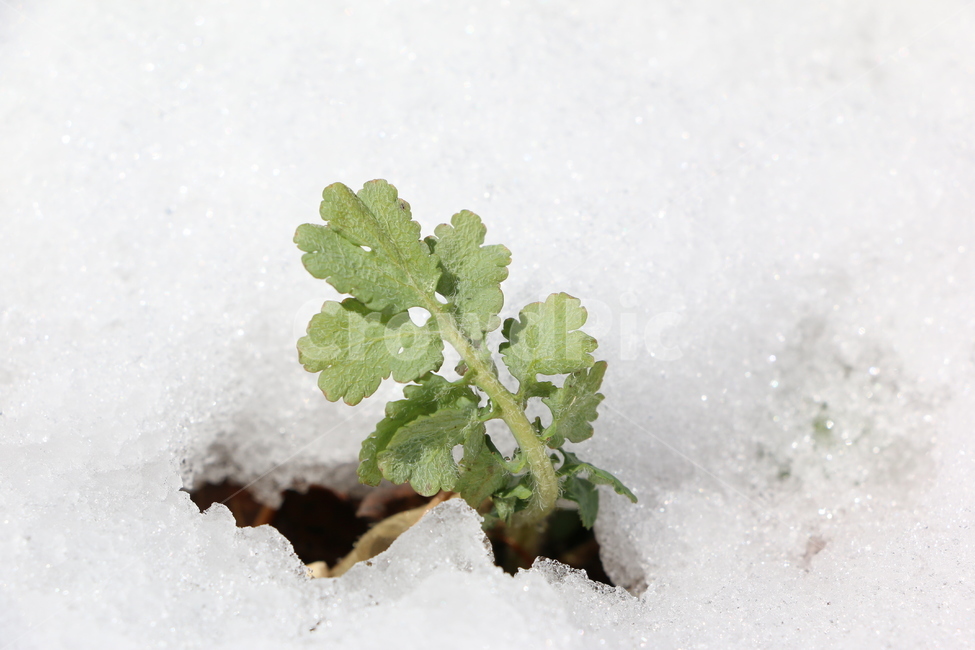 새싹,풀잎,얼음,눈,식물,자연,겨울,눈밭,눈길,감성,색감,화이트,plant,snow,ice,식물,자연,plants,nature