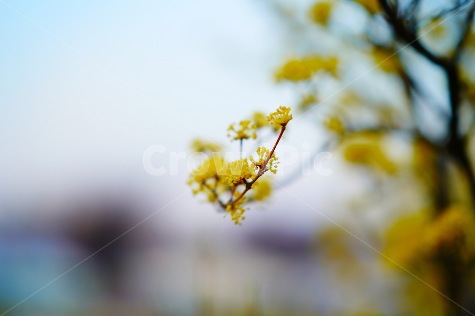 plant,flower,식물,꽃,산수유,corni