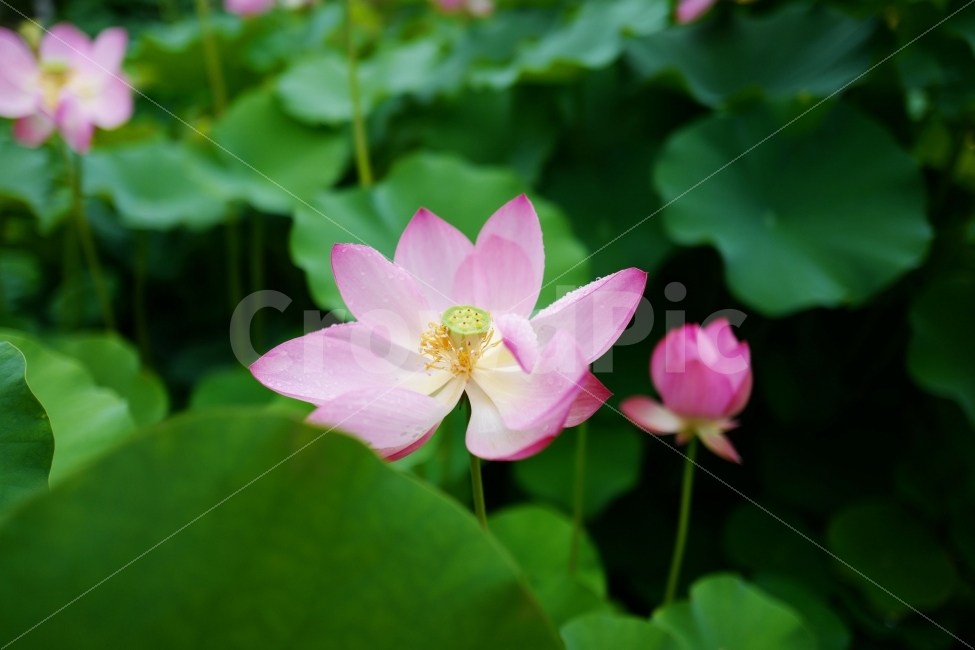 연꽃,꽃,연잎,잎,식물,식물,자연,plants,nature,꽃,flower