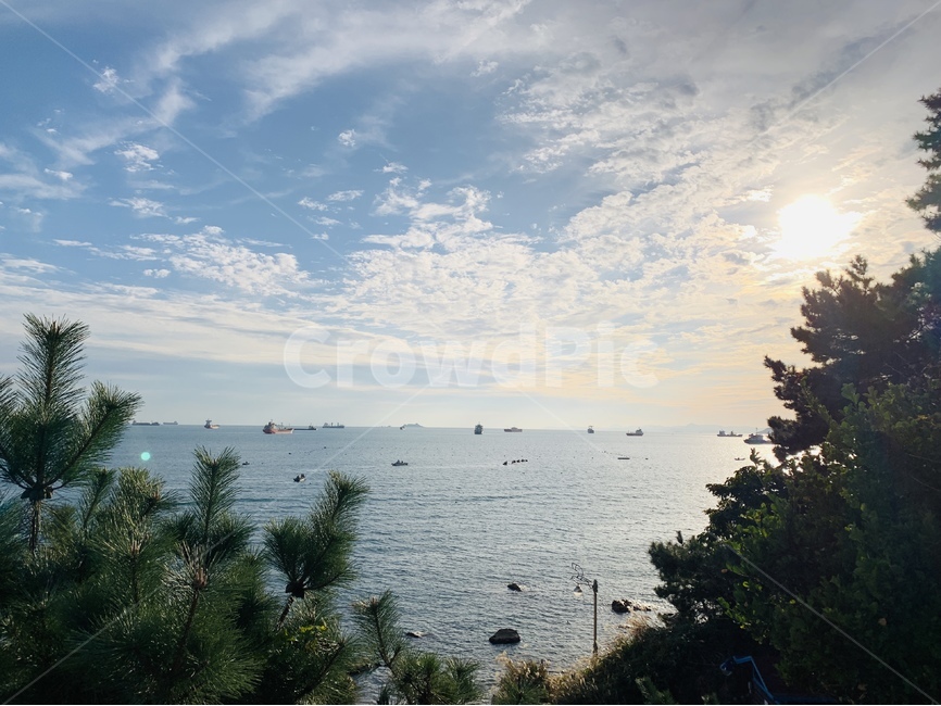 plant,식물,tree,나무,nature,자연,outdoors,옥외,풍경,바다,landscape,물,water,태양,구름,cloud,하늘,sky,한국,korea,부산,busan,sea