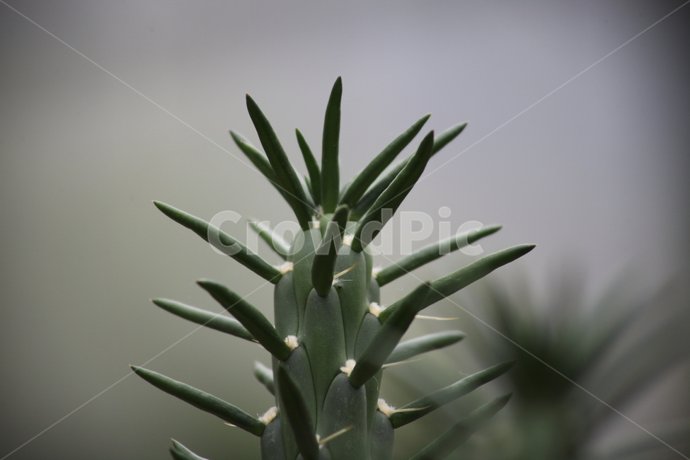 선인장,식물,온실,cactus,장군선인장,식물,자연,plants,nature