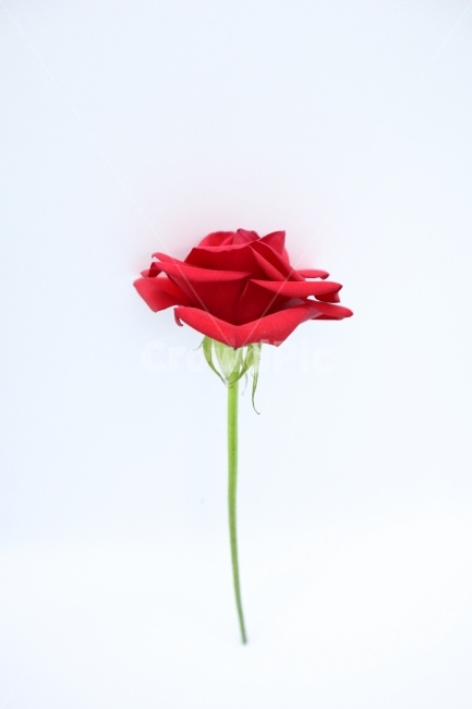 장미,꽃,결혼,프로포즈,이벤트,봄,입학,졸업,선물,사랑,빨간,행복,연인,rose,flower,present,gift,식물,자연,plants,nature,꽃,flower,기념일,축하,anniversary,congratulation,celebrate,celebration,누끼,remove background