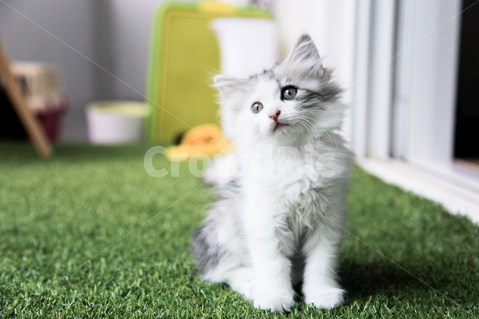반려동물,반려묘,고양이,애완동물,동물,동물,animal,포유류,mammal,고양이,cat,kitten,kitty