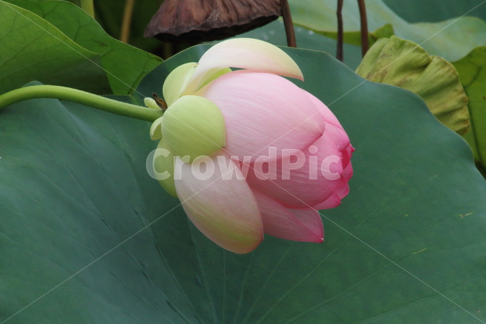 연,연꽃,수생식물,약용식물,lotus,식물,자연,plants,nature,꽃,flower