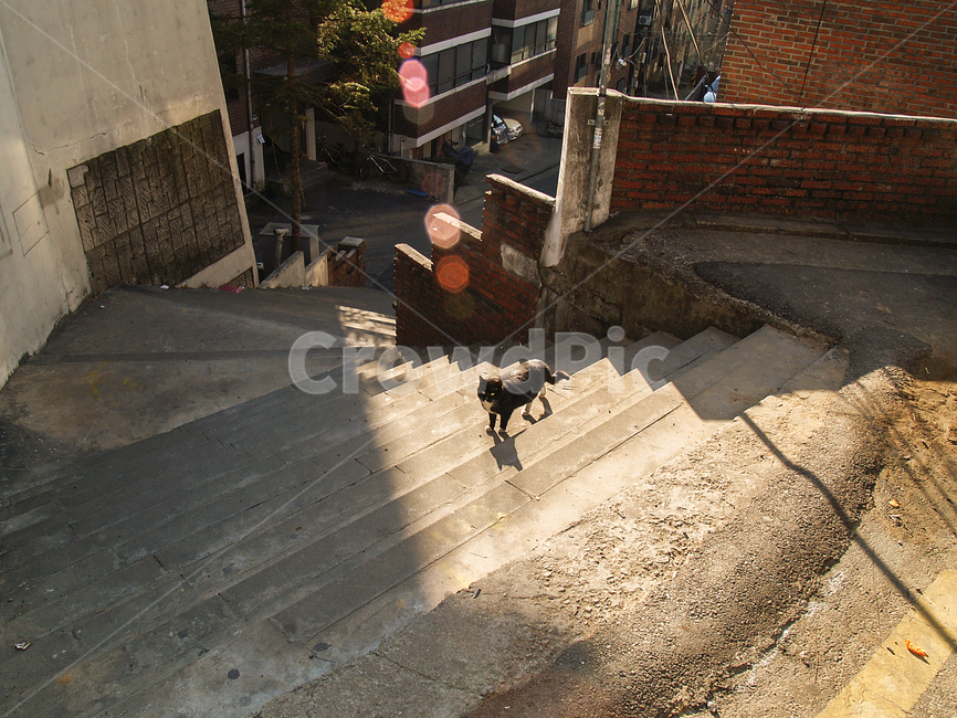 고양이,겨울,검은고양이,길냥이,검은,길고양이,저녁,냥이,cat,street,골목,골목길,골목길,alley,동물,animal,포유류,mammal,고양이,cat,kitten,kitty